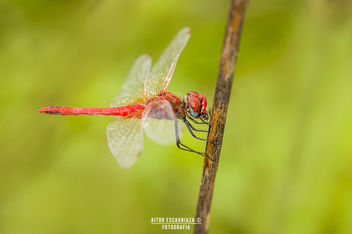 DragonFly... - Free image #294471