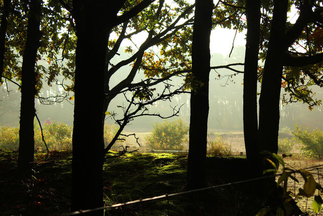Fog through trees - image gratuit #294551 