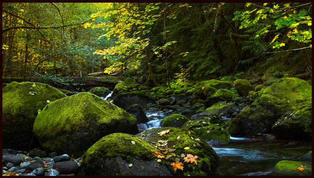 Autumn Stream.jpg - Free image #294581