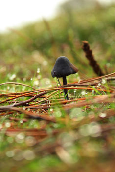Tiny mushroom - Kostenloses image #294601