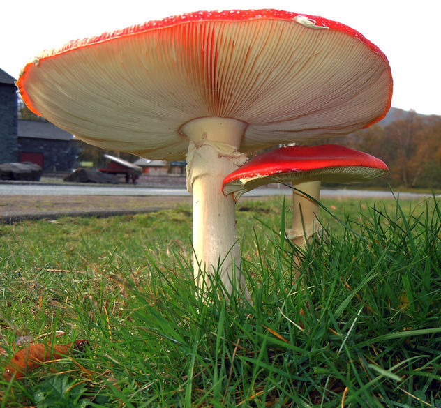 Fly-Agaric - image #294821 gratis