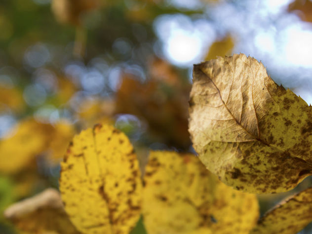 Fall leaves - Free image #294941
