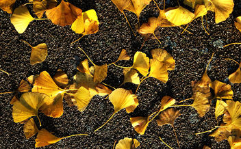 Small yellow leaves on tarmac - бесплатный image #295101