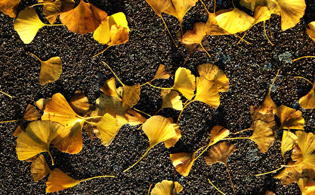 Small yellow leaves on tarmac - Free image #295101
