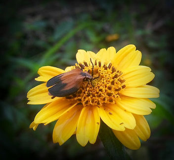sunflower ranger - image gratuit #295251 