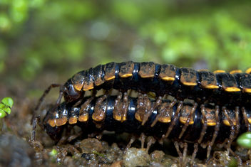 Centipede - Kostenloses image #295401