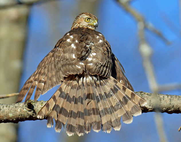 Young Coopers Hawk - image gratuit #295461 