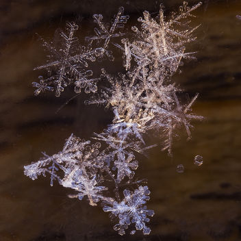 Snowflakes. - Free image #295511