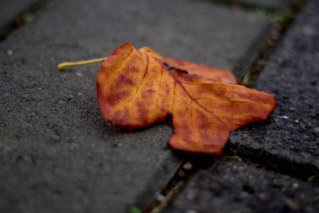 Lonely on the sidewalk - image gratuit #295591 