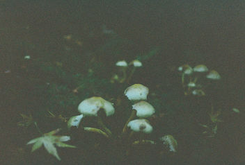 Mushroom Field. - Free image #295621
