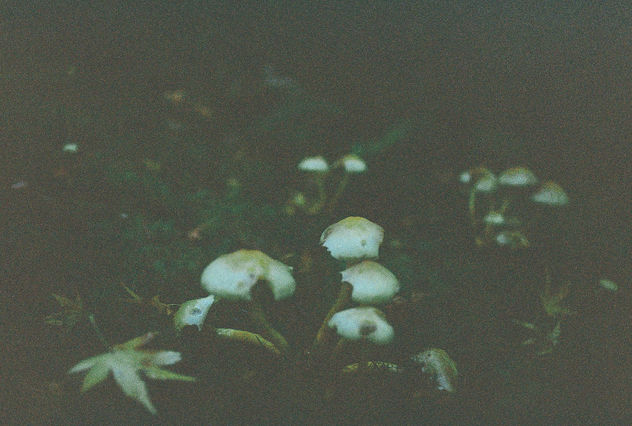 Mushroom Field. - бесплатный image #295621