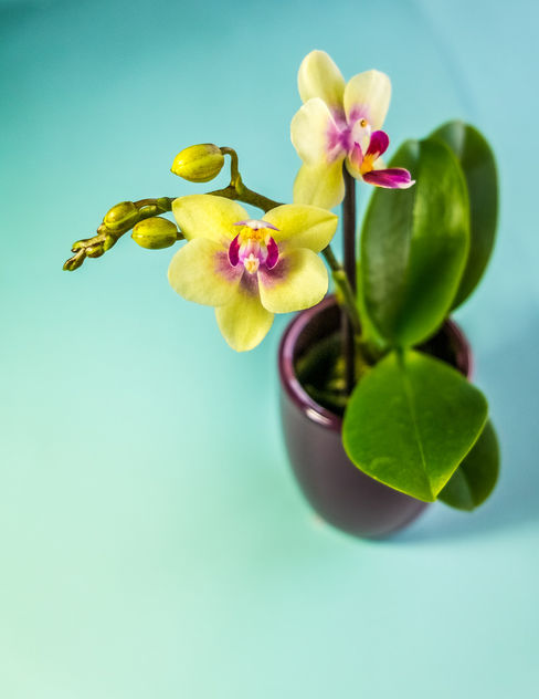 Mini Orchid - image #295881 gratis