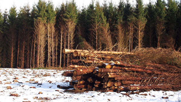 Wooden logs - Kostenloses image #296061