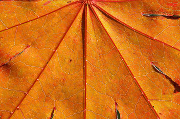 Macro Leaf - image #296441 gratis