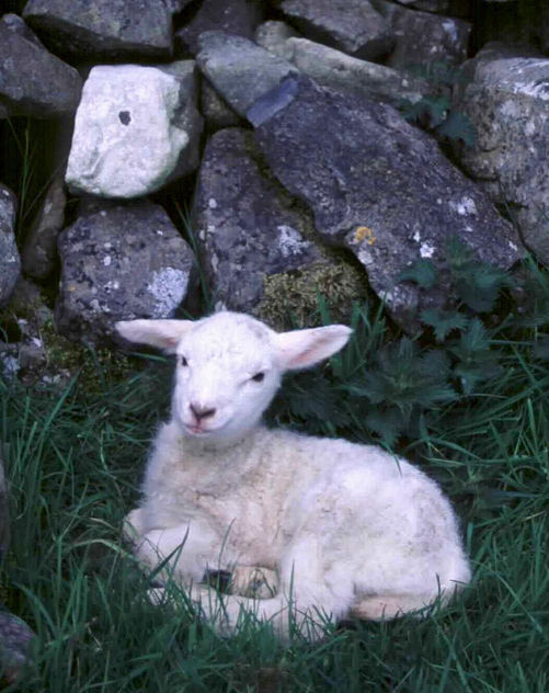 Young Irish Lamb - Free image #296591