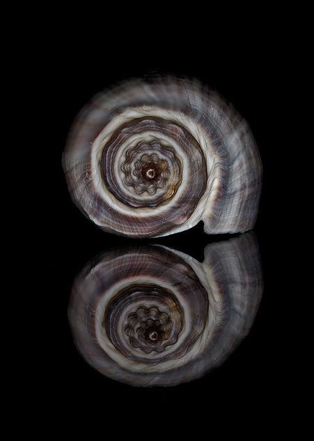 Seashell Spiral End - Kostenloses image #296861