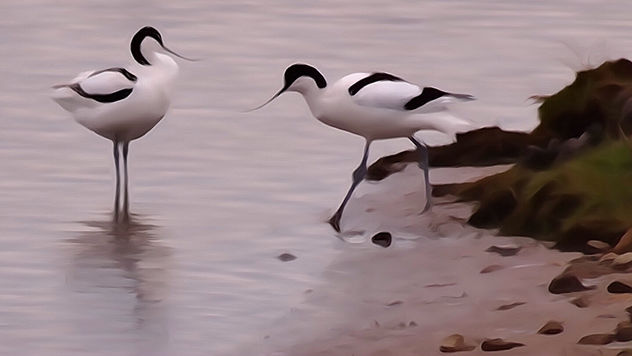 Avocets at Marshside RSPB Soutport. I clicked the paint effect on my HX50 camera to see what would happen - image gratuit #297121 