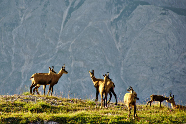 A herd of chamois - Free image #297151