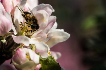 Apple Bee - Kostenloses image #297291