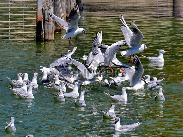 group of seagulls - бесплатный image #297571