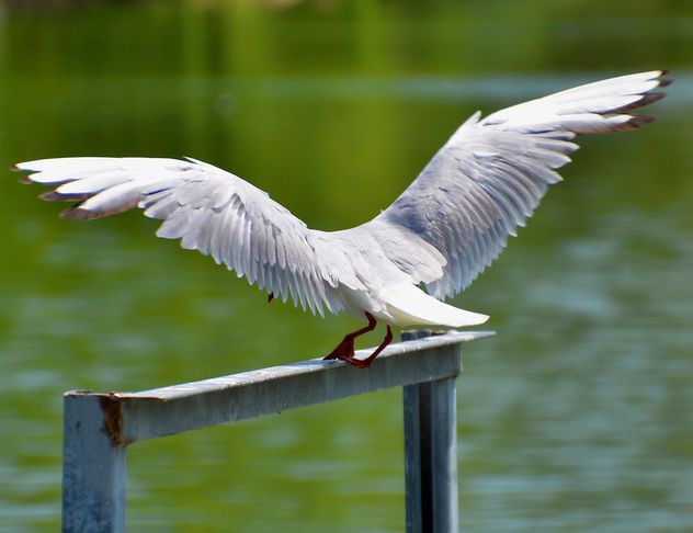 seagull landing - image gratuit #297581 