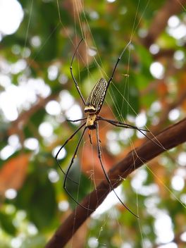 Spider on a net - бесплатный image #297591