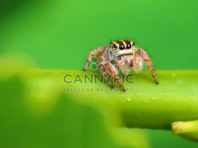 Spider on a leaf - Free image #297601