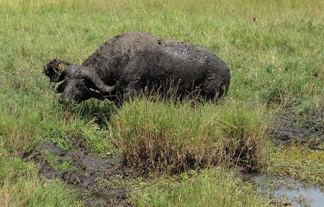 Kenya (Masai Mara) Buffalo mud bathing to protect himself from heat and parasites - image #298171 gratis