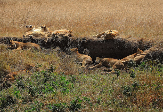 Tanzania (Ngorongoro) Sleeping lions after meal - Free image #298251