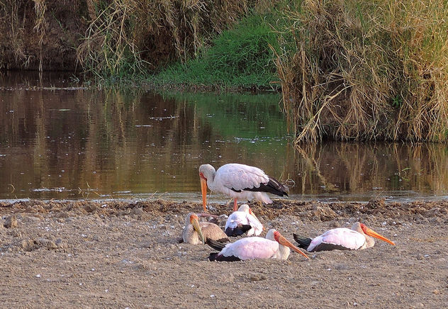 Tanzania (Serengeti National Park) Resting yellow-billed storks - Free image #298261