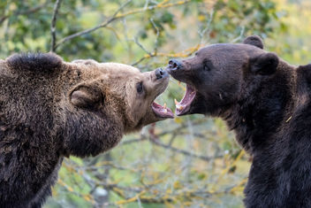 Bears - Free image #298341
