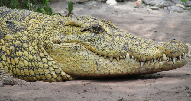 Crocodile - image #298701 gratis