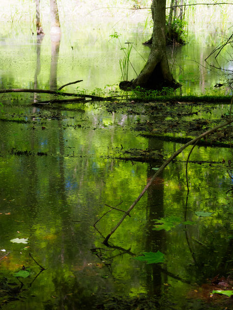 Pond reflections - image #298881 gratis