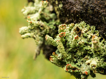 lichen - бесплатный image #299041