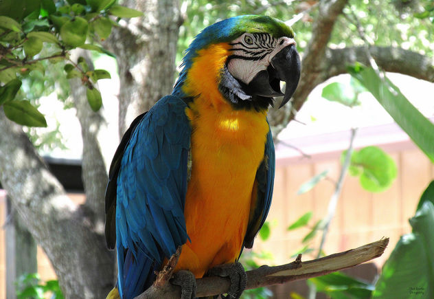 Blue and Yellow Macaw - Kostenloses image #299151