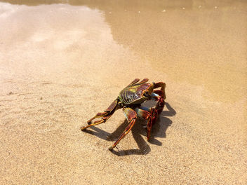 Fernando de Noronha Island crab - Krabbe - image #299281 gratis