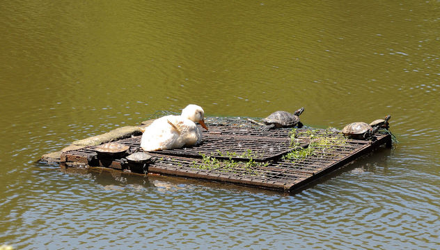 Turkey (Istanbul arboretum)- Duck and water turtles, taking a sunbath on the raft - Free image #299431