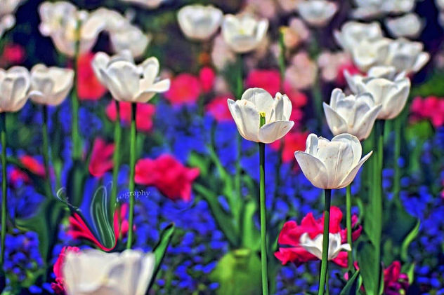 HRD French Flower Field - image #299451 gratis