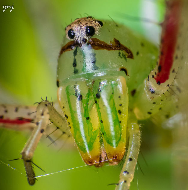 Spider Portrait - Free image #299491