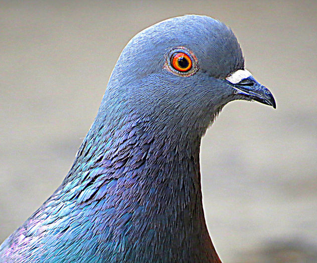 Pigeon face - image #299601 gratis