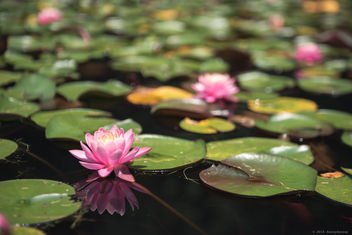 Vermont Lily Pond - Free image #299631