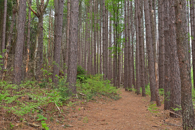 Cranesville Swamp Pine Trail - HDR - Free image #300011