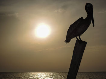 pelican sunset Holbox island Mexico - бесплатный image #300041