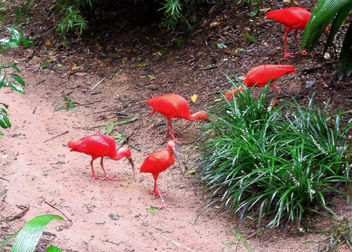 Brazil (Iguacu Birds Park) Scarlet Ibis - бесплатный image #300081