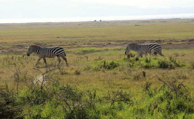 Kenya (Nakuru National Park) Time for going to the water hole - image #300231 gratis