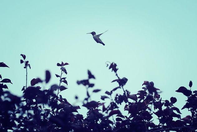 Happy hummingbird #Flying - бесплатный image #300321
