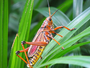 Grasshopper - image gratuit #300361 