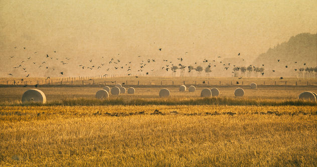 crows over harvested fields - бесплатный image #300371