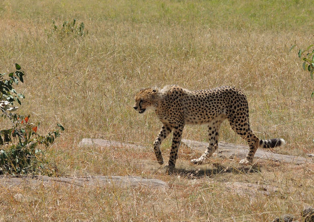 Kenya (Masai Mara) Cheetah [Explored, 20/08/2015] - Free image #300481