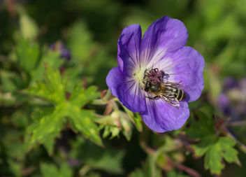 Purple wasp - Kostenloses image #300571
